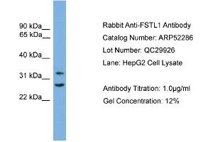 WB Suggested Anti-FSTL1  Antibody Titration: 0.