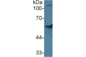 Detection of BMP7 in Bovine Cerebrum lysate using Polyclonal Antibody to Bone Morphogenetic Protein 7 (BMP7) (BMP7 Antikörper  (AA 123-393))
