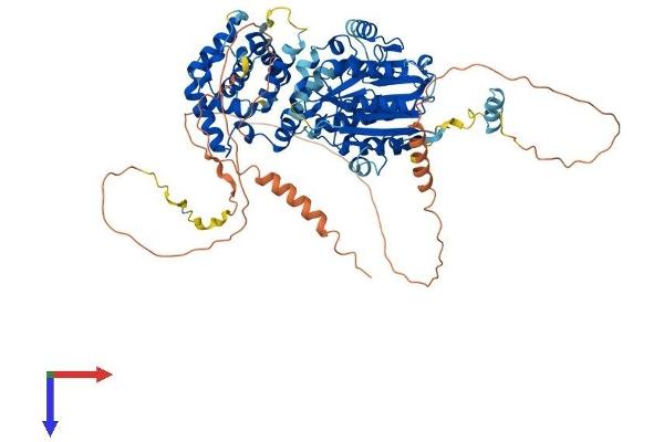 NSUN7 Protein (AA 1-724) (His tag)