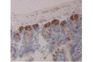 IHC-P analysis of Mouse Intestine Tissue, with DAB staining. (ITLN1/Omentin Antikörper  (AA 28-270))