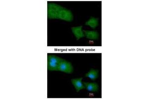 ICC/IF Image Immunofluorescence analysis of paraformaldehyde-fixed A549, using Rho GAP4, antibody at 1:200 dilution. (ARHGAP4 Antikörper  (N-Term))