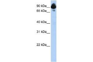 WB Suggested Anti-RGS3 Antibody Titration:  0. (RGS3 Antikörper  (C-Term))
