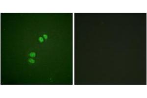 Immunofluorescence (IF) image for anti-Polo-Like Kinase 1 (PLK1) (AA 176-225) antibody (ABIN2888693) (PLK1 Antikörper  (AA 176-225))
