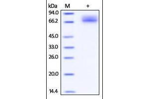 Cynomolgus PD-L1, Fc Tag on SDS-PAGE under reducing (R) condition.
