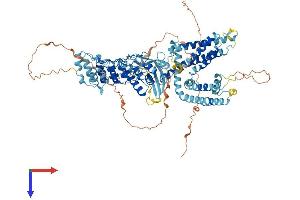 TRPV1 Protein (AA 1-839) (His tag)
