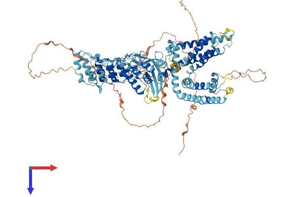 TRPV1 Protein (AA 1-839) (His tag)