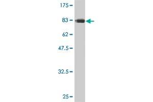 Western Blot detection against Immunogen (88 KDa) .