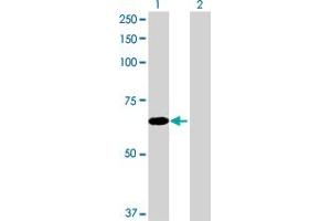 Western Blot analysis of EFHB expression in transfected 293T cell line by EFHB MaxPab polyclonal antibody. (EFHB Antikörper  (AA 1-669))