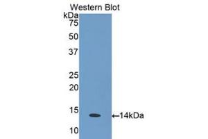 Western blot analysis of the recombinant protein. (CCL26 Antikörper  (AA 24-94))