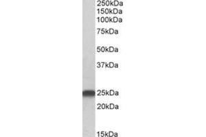 AP31418PU-N LIN7B antibody staining of Rat Brain lysate at 0. (LIN7B Antikörper  (N-Term))