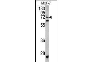 Western blot analysis of SCFD1 antibody (C-term) (ABIN390619 and ABIN2840927) in MCF-7 cell line lysates (35 μg/lane). (SCFD1 Antikörper  (C-Term))