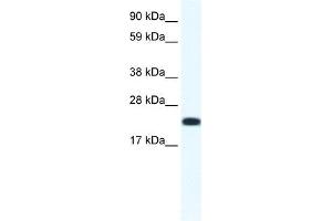 CITED4 antibody (20R-1141) used at 0. (CITED4 Antikörper  (N-Term))