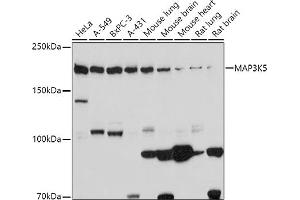 Western blot analysis of extracts of various cell lines, using MK5 antibody (ABIN6134226, ABIN6143499, ABIN6143501 and ABIN6216092) at 1:1000 dilution. (ASK1 Antikörper  (C-Term))