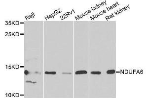 Western blot analysis of extracts of various cells, using NDUFA6 antibody. (NDUFA6 Antikörper)