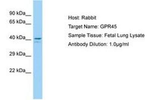 Image no. 1 for anti-G Protein-Coupled Receptor 45 (GPR45) (N-Term) antibody (ABIN6750186) (GPR45 Antikörper  (N-Term))