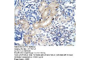 Human kidney (ZFP57 Antikörper  (N-Term))