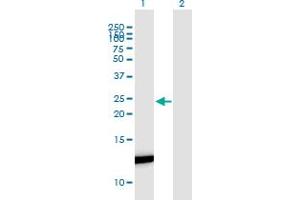 Western Blot analysis of FABP7 expression in transfected 293T cell line by FABP7 monoclonal antibody (M06), clone 1H8. (FABP7 Antikörper  (AA 1-132))