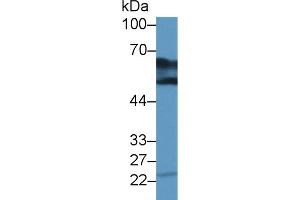 Western Blot; Sample: Bovine Kidney lysate; Primary Ab: 2µg/ml Rabbit Anti-Human DDC Antibody Second Ab: 0. (DDC Antikörper  (AA 200-420))