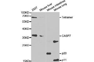 Western blot analysis of extracts of various cell lines, using CASP7 antibody. (Caspase 7 Antikörper)