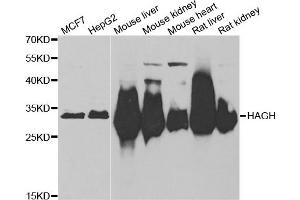 Western blot analysis of extracts of various cell lines, using HAGH antibody. (HAGH Antikörper)