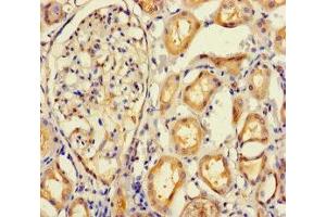 Immunohistochemistry of paraffin-embedded human kidney tissue using ABIN7165645 at dilution of 1:100 (IMPACT Antikörper  (AA 41-320))