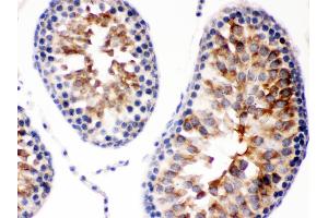 Smac/Diablo was detected in paraffin-embedded sections of rat testis tissues using rabbit anti- Smac/Diablo Antigen Affinity purified polyclonal antibody at 1 μg/mL. (DIABLO Antikörper  (AA 56-239))