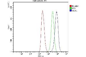 Flow Cytometry analysis of THP-1 cells using anti-GLUL antibody (ABIN7602403). (GLUL Antikörper  (AA 74-373))