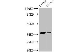 Western Blot Positive WB detected in: Rat liver tissue, Mouse liver tissue All lanes: GRHPR antibody at 3. (GRHPR Antikörper  (AA 1-328))