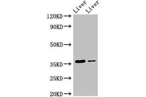 GRHPR anticorps  (AA 1-328)