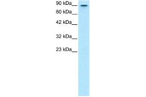 WB Suggested Anti-MYBL2 Antibody Titration:  0. (MYBL2 Antikörper  (N-Term))