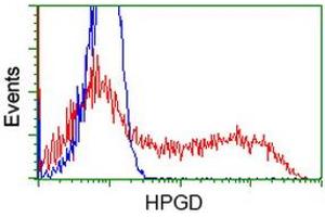 Image no. 1 for anti-Hydroxyprostaglandin Dehydrogenase 15-(NAD) (HPGD) antibody (ABIN1496364)