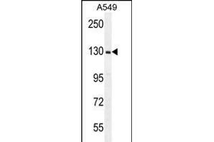 RPGR Antibody (C-term) (ABIN656160 and ABIN2845491) western blot analysis in A549 cell line lysates (35 μg/lane). (RPGR Antikörper  (AA 744-772))
