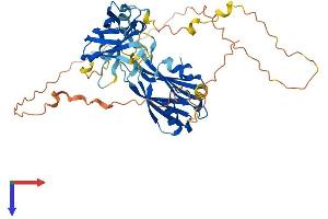 SYT17 Protein (AA 1-474) (His tag)