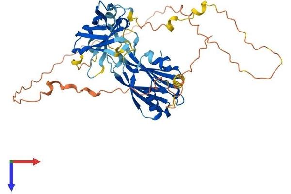 SYT17 Protein (AA 1-474) (His tag)