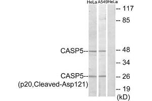 Western blot analysis of extracts from HeLa cells and A549 cells, treated with etoposide (25uM, 24hours), using CASP5 (p20, Cleaved-Asp121) antibody. (CASP5 Antikörper  (Cleaved-Asp121, Internal Region))