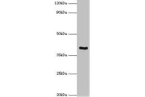 Western blot All lanes: Tumor necrosis factor receptor superfamily member 10D antibody at 2 μg/mL + Mouse liver tissue Secondary Goat polyclonal to rabbit IgG at 1/10000 dilution Predicted band size: 42 kDa Observed band size: 42 kDa (TNFRSF1D (AA 257-386) Antikörper)