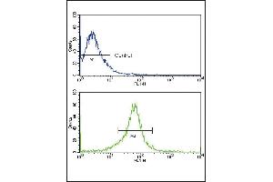 Flow cytometric analysis of MCF-7 cells using P14 Antibody (N-term) (bottom histogram) compared to a negative control (top histogram). (MMP14 Antikörper  (N-Term))