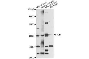 Western blot analysis of extracts of various cell lines, using FA2H antibody (ABIN6292085) at 1:3000 dilution. (FA2H Antikörper)