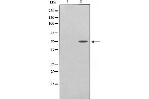 Western blot analysis on COS7 cell lysate using TRHR Antibody.