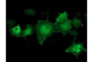 Anti-CDK2 mouse monoclonal antibody (ABIN2454524) immunofluorescent staining of COS7 cells transiently transfected by pCMV6-ENTRY CDK2 (RC200494). (CDK2 Antikörper)