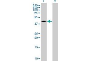 Western Blot analysis of DNMT2 expression in transfected 293T cell line by DNMT2 MaxPab polyclonal antibody. (Dnmt2 Antikörper  (AA 1-391))