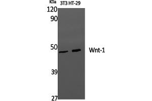 Western Blotting (WB) image for anti-Wingless-Type MMTV Integration Site Family, Member 1 (WNT1) antibody (ABIN5959985) (WNT1 Antikörper)
