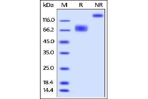 Biotinylated Human 2B4, Fc,Avitag on  under reducing (R) and ing (NR) conditions. (2B4 Protein (AA 22-221) (Fc Tag,AVI tag,Biotin))