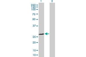 Western Blot analysis of ZMYND19 expression in transfected 293T cell line by ZMYND19 MaxPab polyclonal antibody.