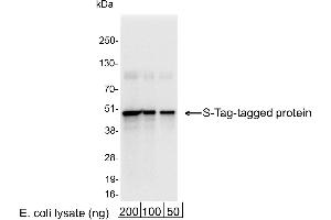 anti-S-Tag antibody