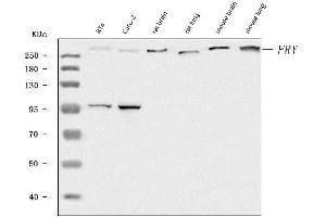 Western blot analysis of FRY using anti-FRY antibody (ABIN7599716). (FRY Antikörper  (AA 11-3013))