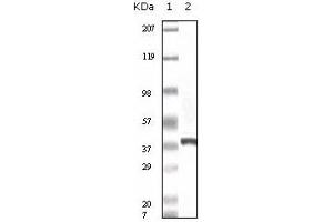 Western Blotting (WB) image for anti-Calcyclin Binding Protein (CACYBP) antibody (ABIN1105626) (CACYBP Antikörper)