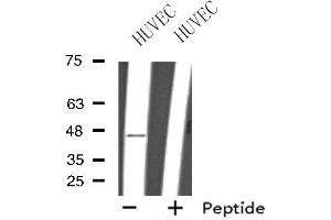Western blot analysis of extracts from HUVEC cells, using GPR151 antibody. (GPR151 Antikörper  (C-Term))