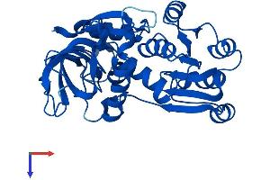 TP53I3 Protein (AA 1-332) (His tag)