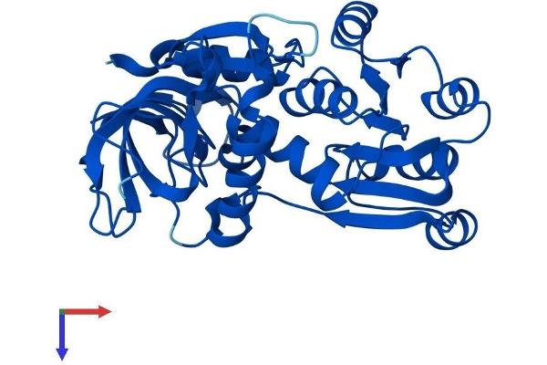 TP53I3 Protein (AA 1-332) (His tag)